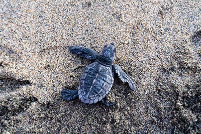 Baby loggerhead sea turtle
