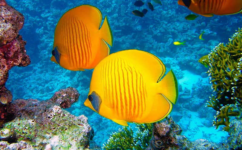 Can you snorkel with contacts? Learn how to continue to see beautiful bluecheek butterflyfish