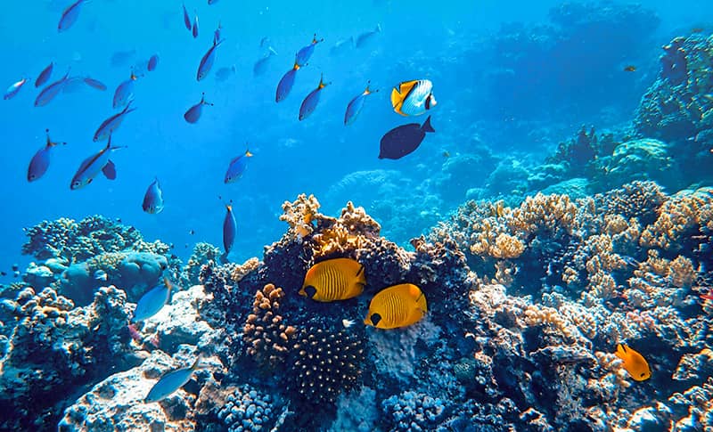 Where to snorkel in Maui: Coral Gardens