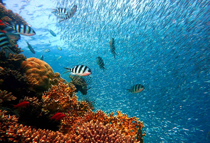 How to Snorkel Underwater in a Coral Reef with Fish