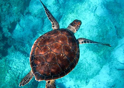 Sea turtle at Looe Key Reef