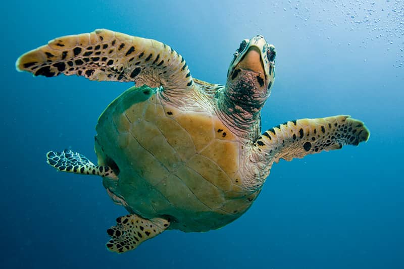 Snorkel from the shore with a sea turtle