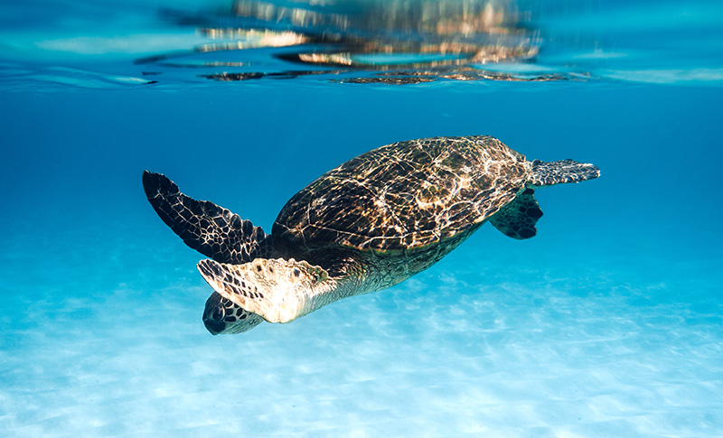 A sea turtle seen while snorkeling in Akumal, the closest of the best snorkeling in Playa del Carmen