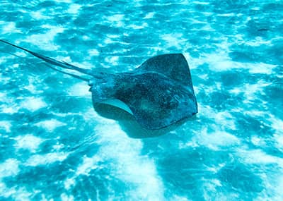 Stingray in the water