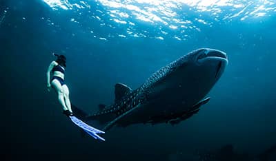Woman swimming with whale sharks using her GoPro for snorkeling